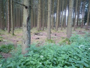 Easy Company foxholes in Jack's Wood
